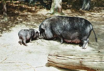 Haengebauchschweine