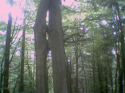 Wildtierparkbaum1